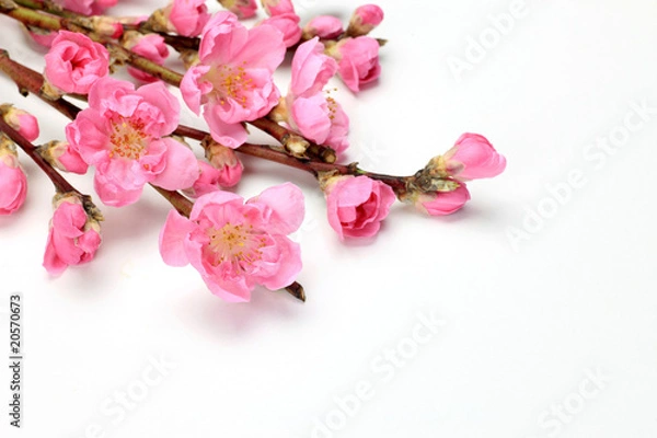 Obraz peach blossom