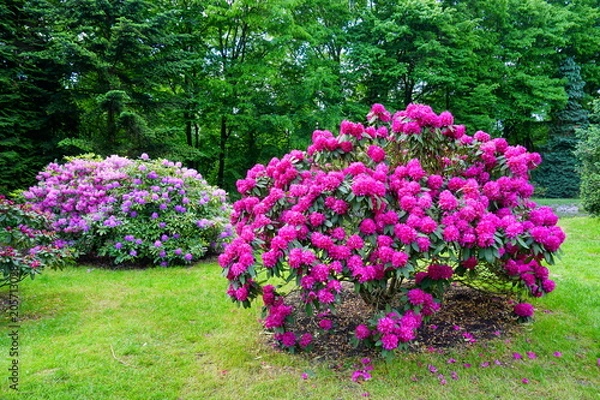 Fototapeta Beautiful blooming azalea - rhododendron (Rhododendron) - beautiful green areas of the city
