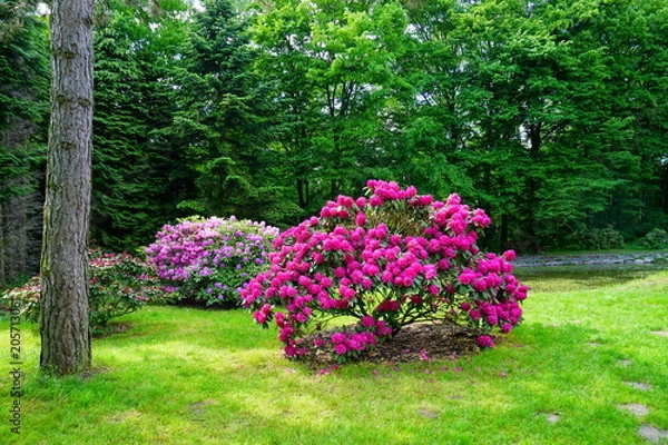 Fototapeta Beautiful blooming azalea - rhododendron (Rhododendron) - beautiful green areas of the city
