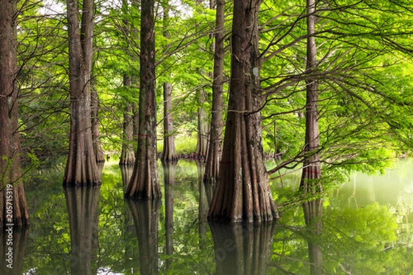 Obraz 篠栗九大の森