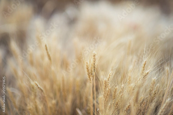 Obraz Wheat field with blurred background