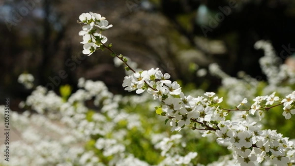 Fototapeta 春の息吹