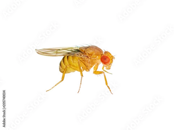 Fototapeta Makro Drosophila owad mucha owocowa na białym tle