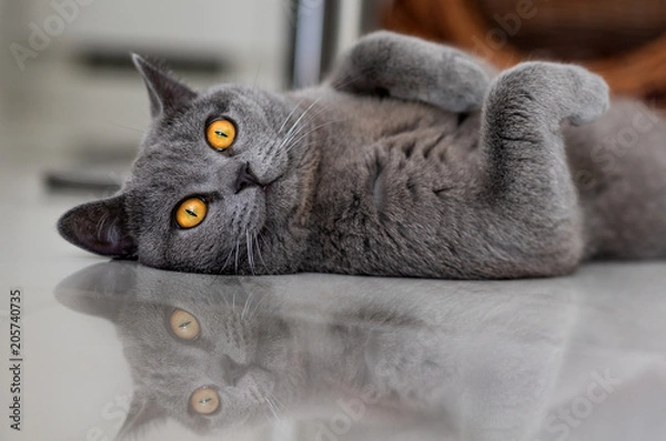 Obraz Katze mit großen Augen