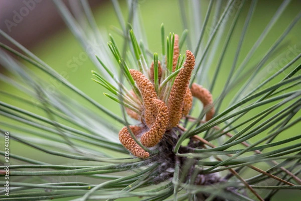 Fototapeta blossoming of a tree a spruce, cones
