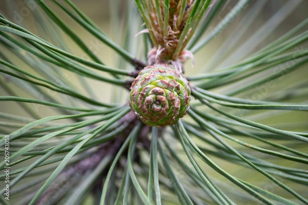 Fototapeta blossoming of a tree a spruce, cones