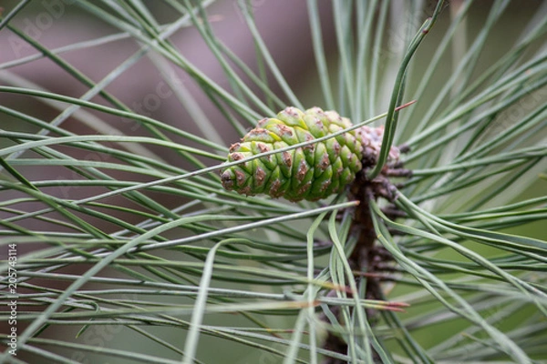 Fototapeta blossoming of a tree a spruce, cones