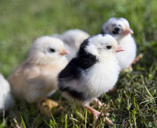 Fototapeta pretty chickens