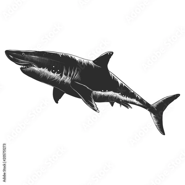 Fototapeta Graphics shark isolated on white background, vector illustration