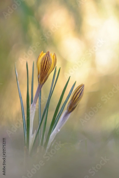 Obraz Krokus #01