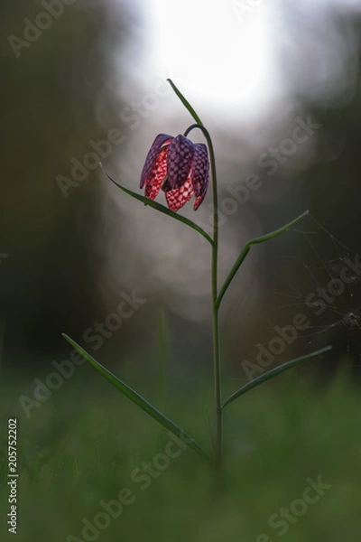 Obraz Schachbrettblume #01