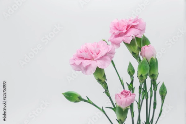 Obraz Pink carnations isolated on white background