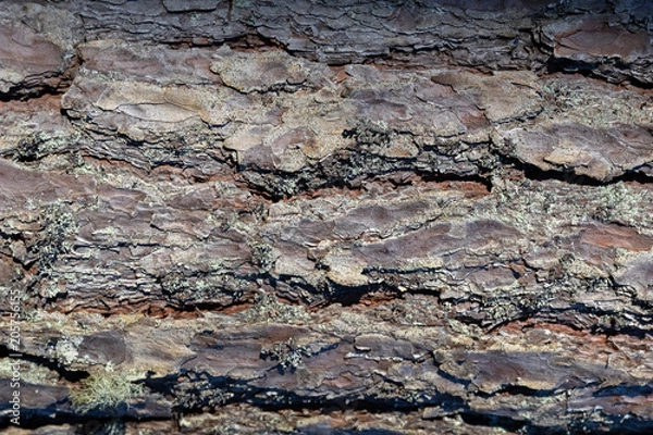 Fototapeta Tree bark texture background