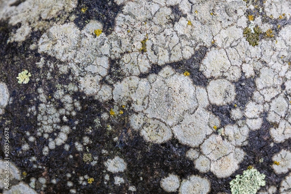 Fototapeta texture of a fungus on a stone surface