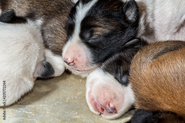 Obraz Puppy is sleeping