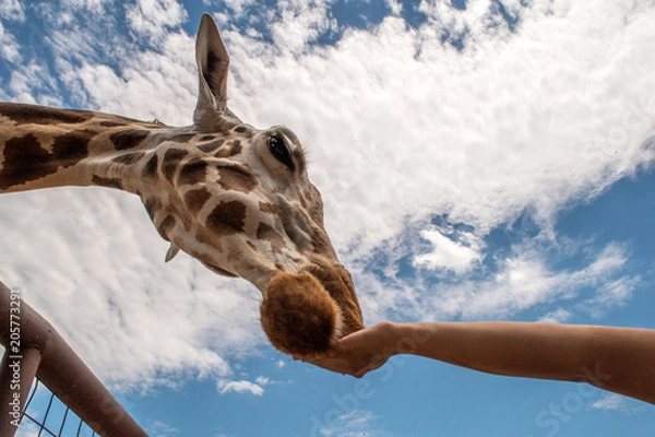 Obraz Feed The Animals