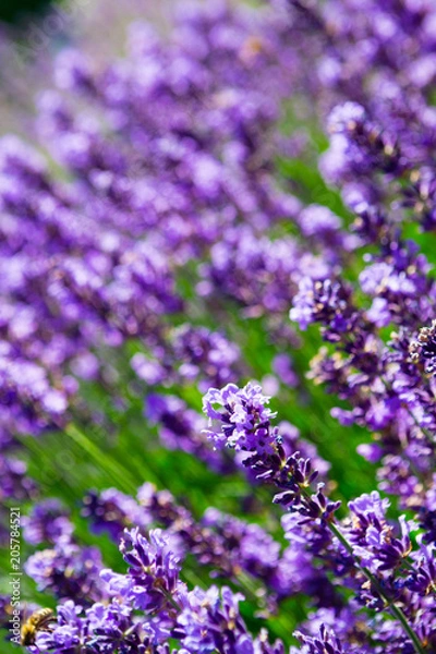 Fototapeta purple lavender flowers