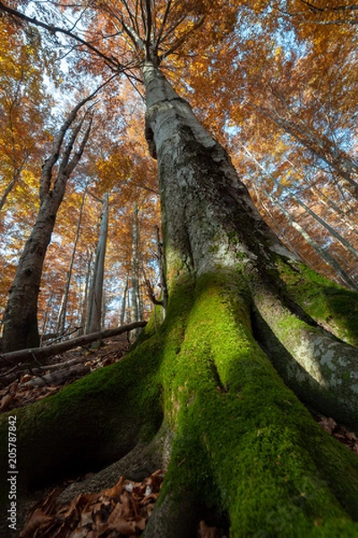 Obraz Primary beech-fir forest in Stuzica Reservation, National Park Poloniny, Slovakia