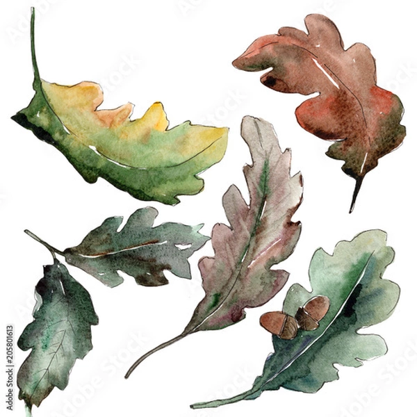 Fototapeta Liście dębu. Liść roślin ogród botaniczny kwiatowy liści. Liść Aquarelle do tła, tekstury, wzoru opakowania, ramki lub obramowania.