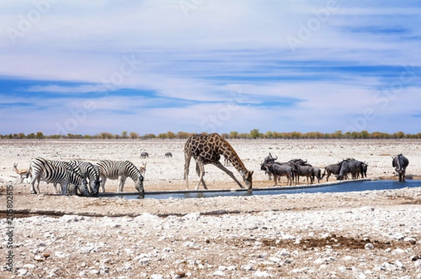 Fototapeta Zebry, żyrafy i gnu w basenie wodnym w parku Etosha. Etosha to park narodowy w północno-zachodniej Namibii