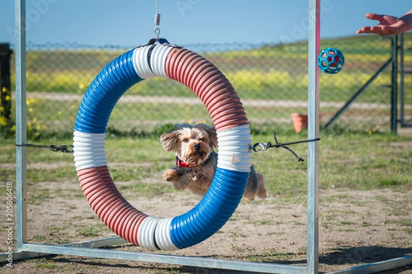 Obraz animal realizando agility en competición