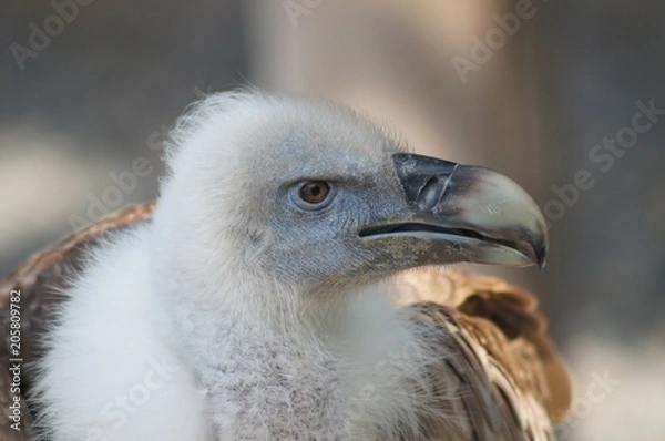 Obraz Vulture 