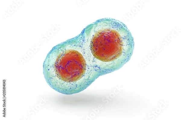 Obraz biological cell isolated on whithe background microscope