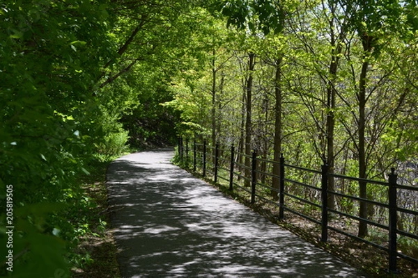 Obraz Green Forest Path