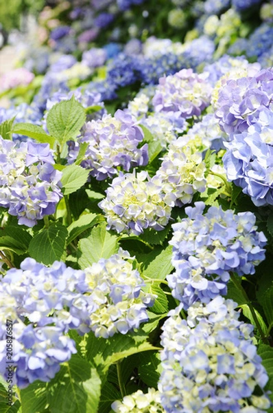 Fototapeta 青い紫陽花