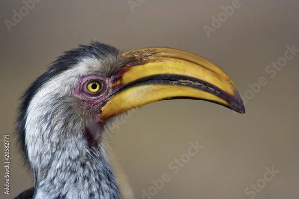 Obraz Yellow billed hornbill