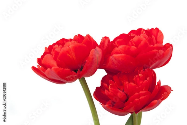 Fototapeta Red tulips
