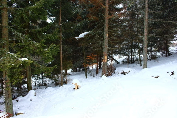 Obraz winter in the forest