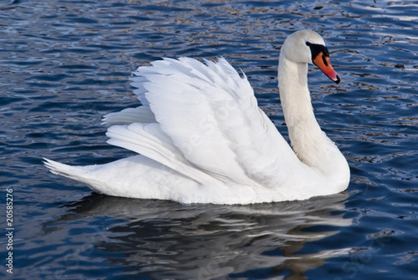 Obraz white swan