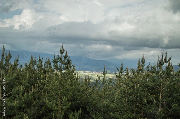 Obraz Green spring landscape