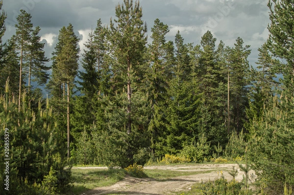 Obraz Green spring landscape