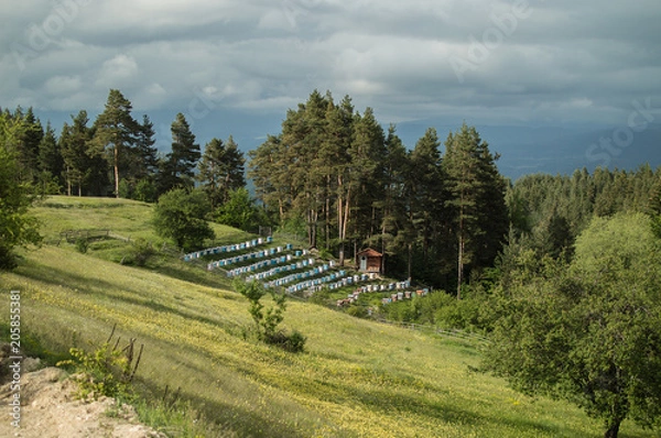 Obraz Green spring landscape