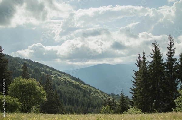 Obraz Green spring landscape