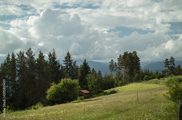 Obraz Green spring landscape
