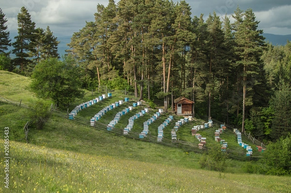 Obraz Green spring landscape