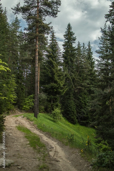 Obraz Green spring landscape
