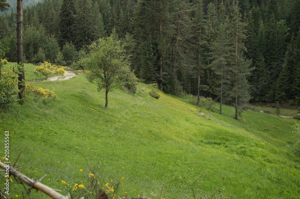 Obraz Green spring landscape