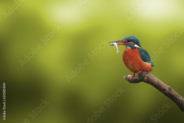 Obraz Eisvogel (Alcedo atthis)