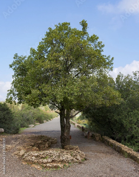Fototapeta mount tabor oak tree located on the trail to Banyas Falls in the Golan Heights