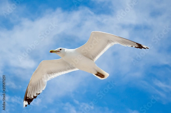 Obraz White seagull flying against the blue sky