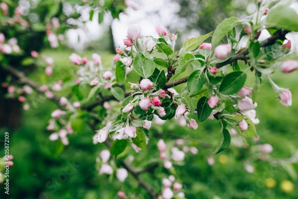 Fototapeta may blossoming apple trees