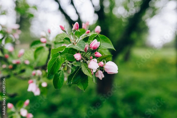 Fototapeta may blossoming apple trees