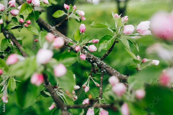 Fototapeta may blossoming apple trees
