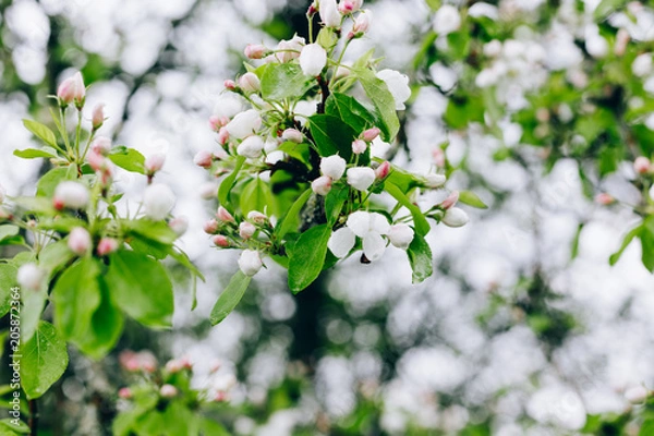 Fototapeta may blossoming apple trees