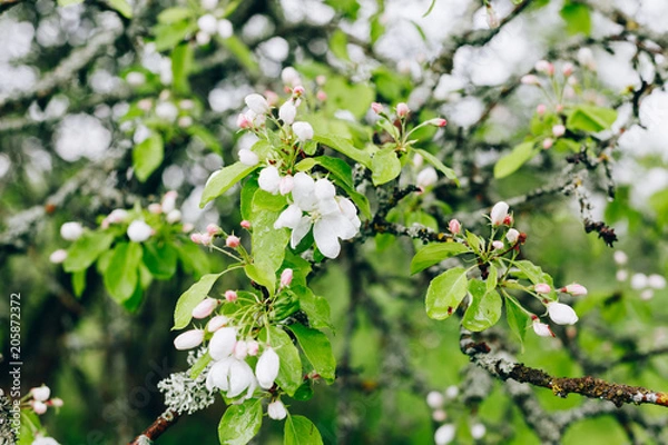 Fototapeta may blossoming apple trees