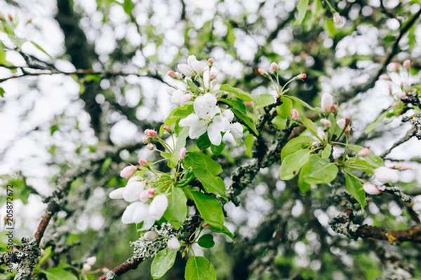 Fototapeta may blossoming apple trees